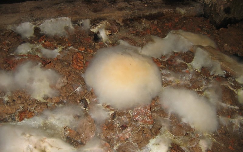 Dry Rot: Identification and Solutions